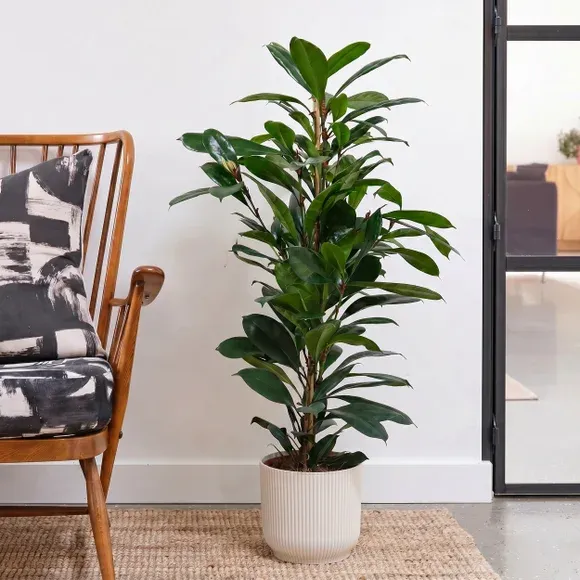 African Fig House Plant in Elho Pot