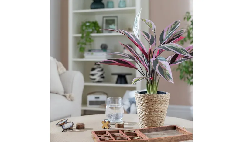 Habitat Artificial Tricolour Large Stromanthe Plant - 48cm